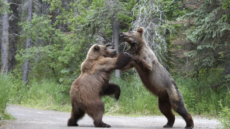 В Канаде у дороги подрались двое медведей / Фото: nexplorer