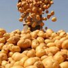 В Украине рекордно подорожал картофель 