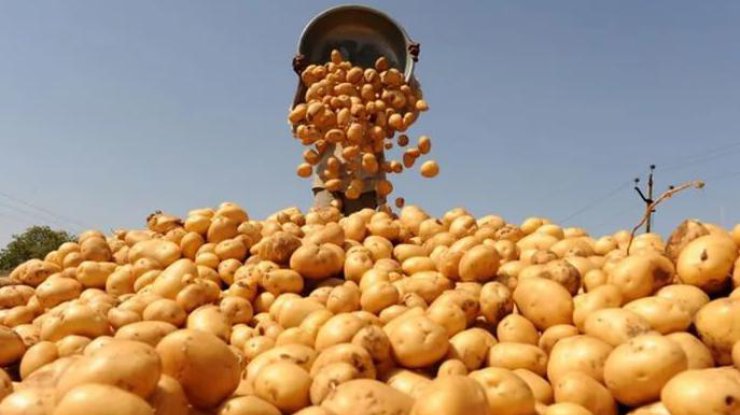 Фото: цены на картофель 