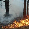Под Днепром горел хвойный лес