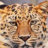 Найди леопарда: пользователи сети "ломают" голову над новой загадкой 