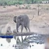 Слон та носоріг не поділили місце на водопої (відео)