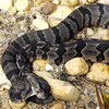 В США нашли двухголовую змею