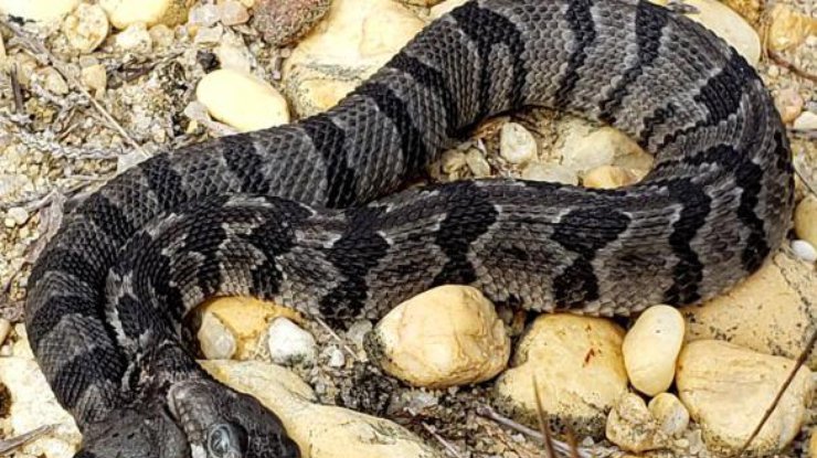 В США нашли двухголовую змею