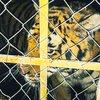 В Киеве жестоко поиздевались над тиграми