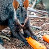 Пожары в Австралии: животным скидывают тонны овощей с вертолетов 