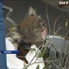 В Австралії створили шпиталь для коал