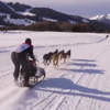 В Альпах змагалися у перегонах на собачих упряжках