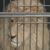 Реабілітаційний центр прийняв левів із цирку