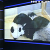 Берлінським пандам вживили чіп перед зустріччю із відвідувачами зоопарку