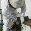"Простежити та врятувати": у Тунісі підглядають за бджолами заради їх спасіння