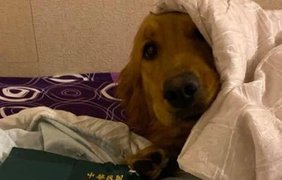 Собака спасла хозяйку от коронавируса 