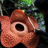 В Индонезии нашли самый большой цветок в мире