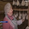 На Рівненщині виготовляють хамон за стародавніми рецептами