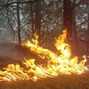 Пожар в Луганской области: огонь "охватил" Северодонецк (фото, видео)
