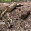 На Львівщині голова лісництва кришував "чорних лісорубів"
