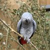 Матерились на посетителей: из парка дикой природы убрали попугаев