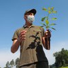 В Украине за сутки посадят 1 миллион деревьев