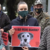 Смерть у страшних муках: в Івано-Франківську догхантери травлять собак