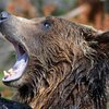 Медведи растерзали смотрителя зоопарка на глазах у туристов (видео)