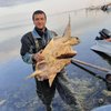 В Скадовске из Черного моря выловили необычное животное (фото)