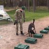 Чотирилапі прикордонники: як тренують службових собак