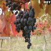 Українські винороби закликають підтримати вітчизняного виробника