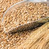 Украина уменьшила экспортирование зерновых 