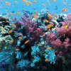 В Австралии нашли огромный коралловый риф