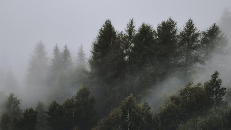 Фото: туман / Pexels
