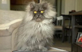 Кошка Юнона / Фото: Instagram