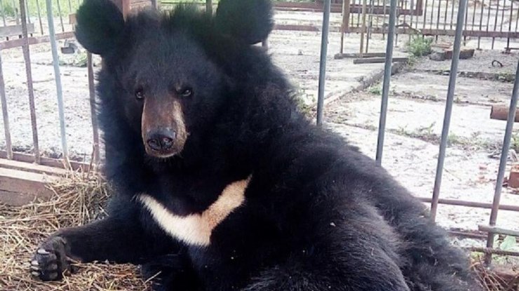 Под Курском медведь напал на сотрудницу зоопарка, которая работала второй день