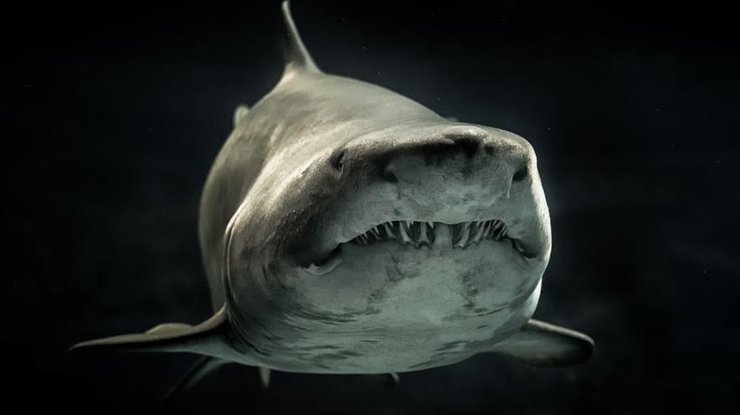 Вымершая акула мегалодон - крупнейший морской хищник Земли