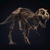 Скелет тираннозавра продали за рекордную сумму (фото, видео)