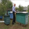 Україна без меду: зміна клімату загрожує пасікам
