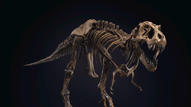 Скелет тираннозавра продали на аукционе Christie's в Нью-Йорке за более чем $31,84 млн