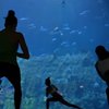 Йога з акулами та барбекю: океанаріум Гонконгу намагається повернути туристів