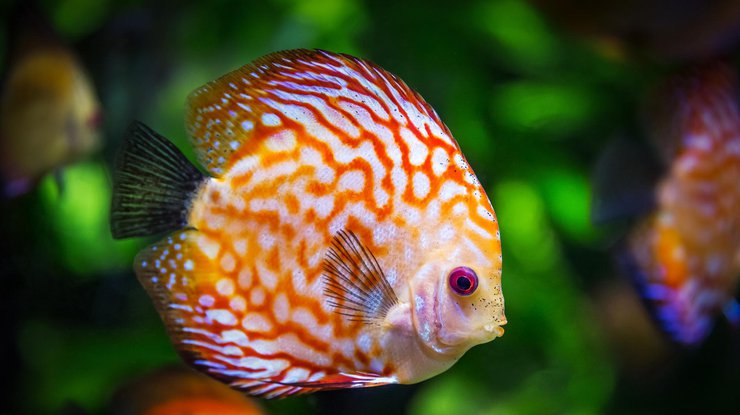К чему снится рыба девушке/Фото: pixabay