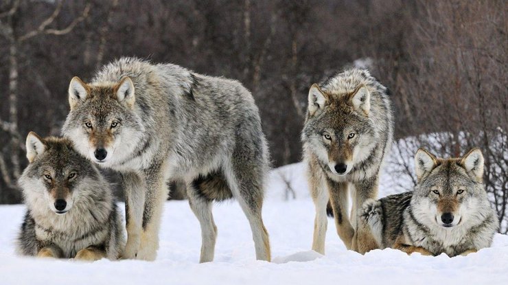 В лесах Тамбовской области осталось всего два волка