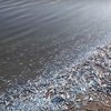 В Запорожской области массово вымирает рыба 