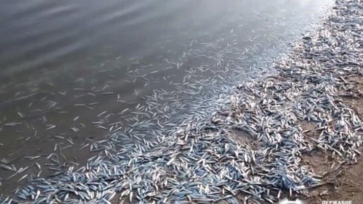 В Молочном лимане зафиксирован массовый мор рыбы