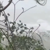 США накриває Йотою: ураган зносить будинки та дерева