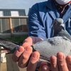 Самого дорогого голубя в мире продали за 1,6 млн евро