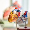 Прорыв в медицине: создано первое полноразмерное 3D сердце