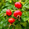Какая ягода повышает иммунитет и восстанавливает после болезни