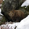 Медведи "поздравили" посетителей природного парка с зимой (видео)