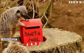 Сурикатам Лондонського зоопарку підготували подарунки до Різдва