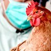 Птичий грипп: в Японии уничтожили 2 млн кур