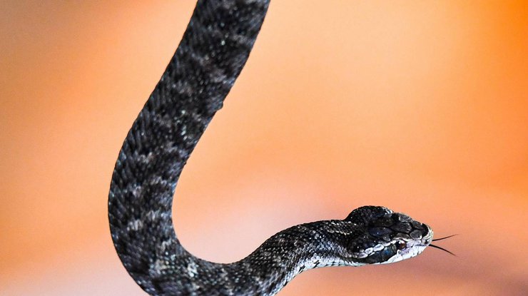 Ежегодно от укусов змей во всем мире погибает более 138 тыс. человек