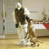 В Австрії навчають собак винюхувати COVID-19 